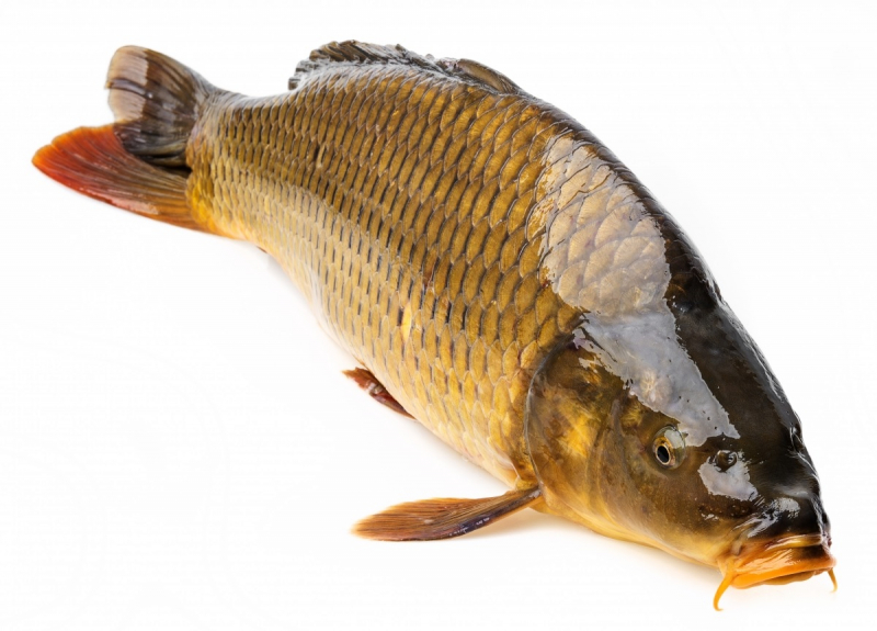 Cá chép sông - nguyên liệu chính để làm món cá chép xì dầu