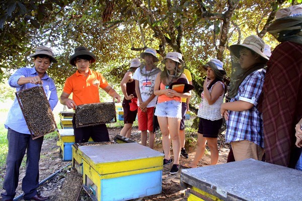 Khám phá thế giới mật ong rừng Phú Quốc