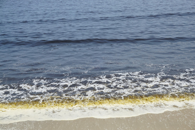 Bãi biển Nguyễn Tất Thành (Đà Nẵng) xuất hiện tảo giáp