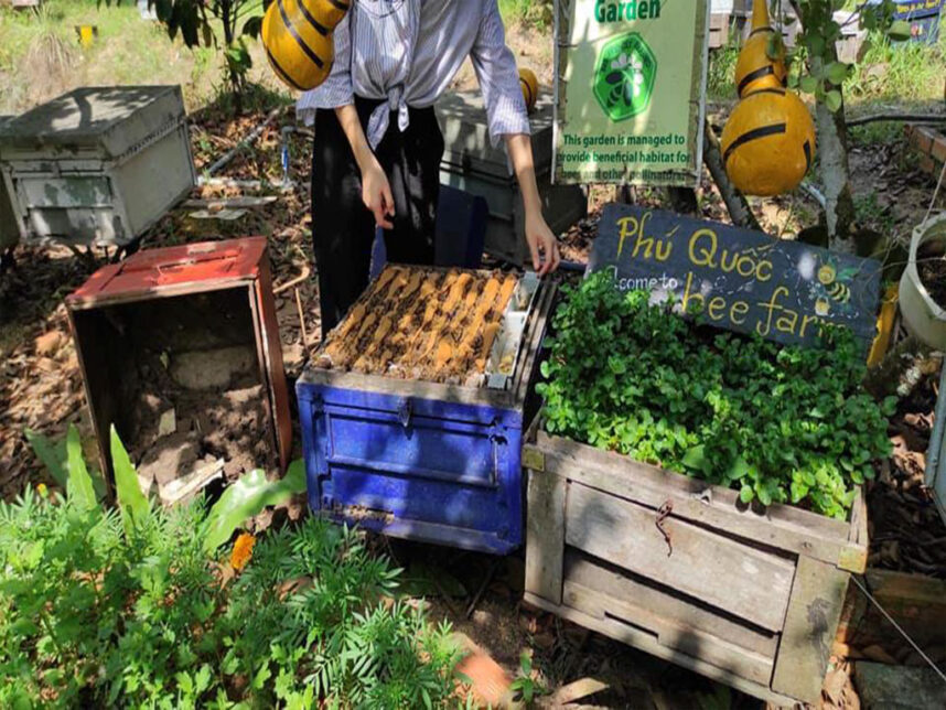 Trại Nuôi Ong Phú Quốc Bee Farm - Kênh Phú Quốc